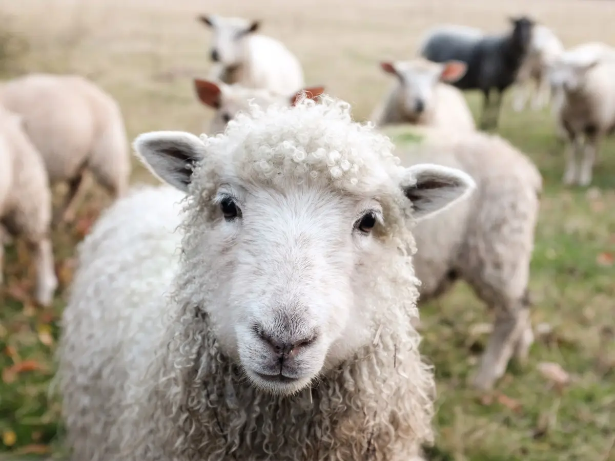 8 Qualities of Shepherd-Leaders